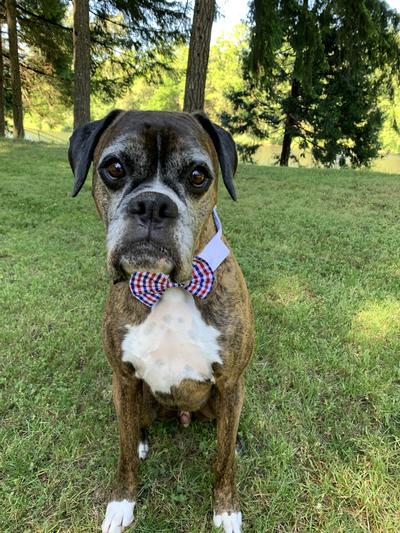 Fenway is so proud to wear his Red, White and Blue bow tie!!!!