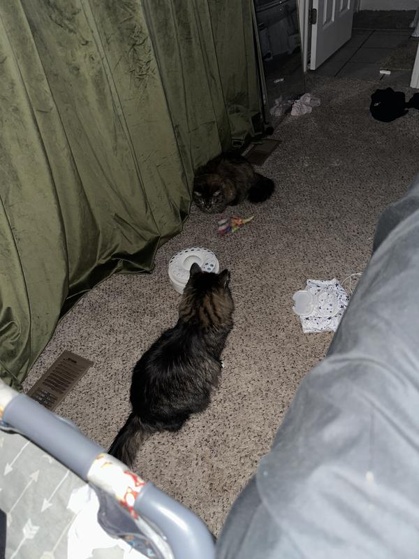 Such a great interactive toy!