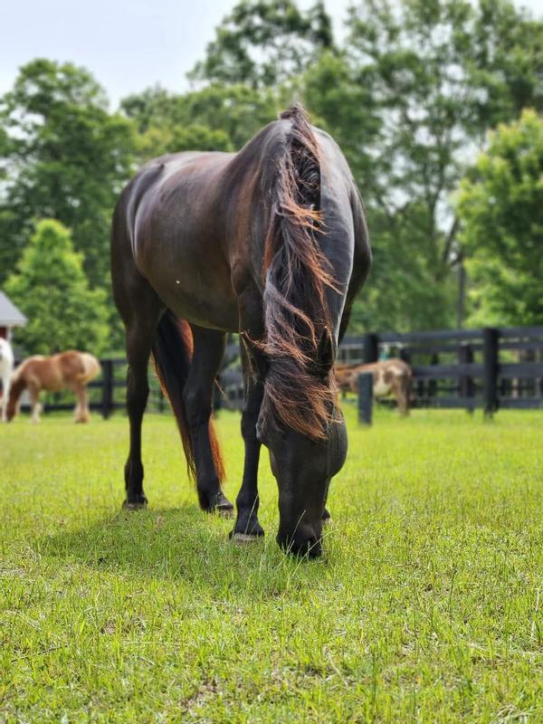 19 y.o. Friesian cross