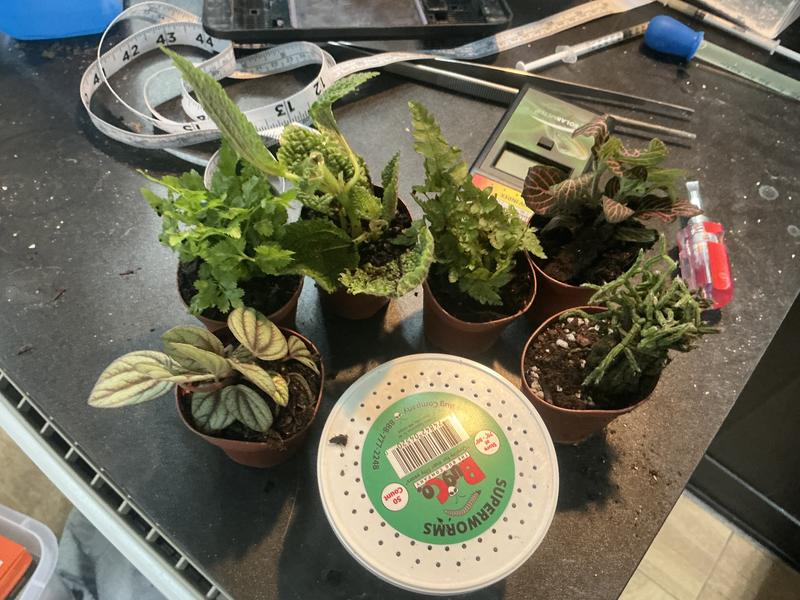 Aerial view of plants