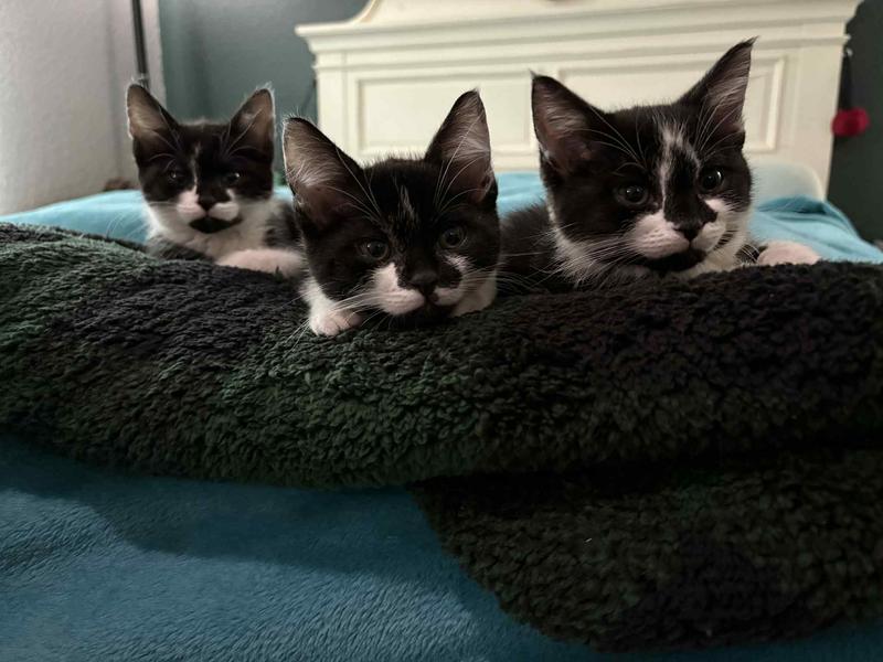 Rue on the right with her two littermates