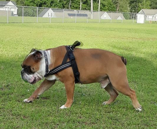 BEFORE: Hunched, dragging feet, patchy fur.