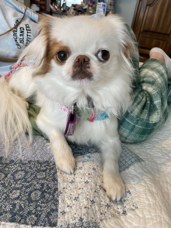 LILLY PULITZER Crazy Quilt Home Accessories Dog Dress - Chewy.com