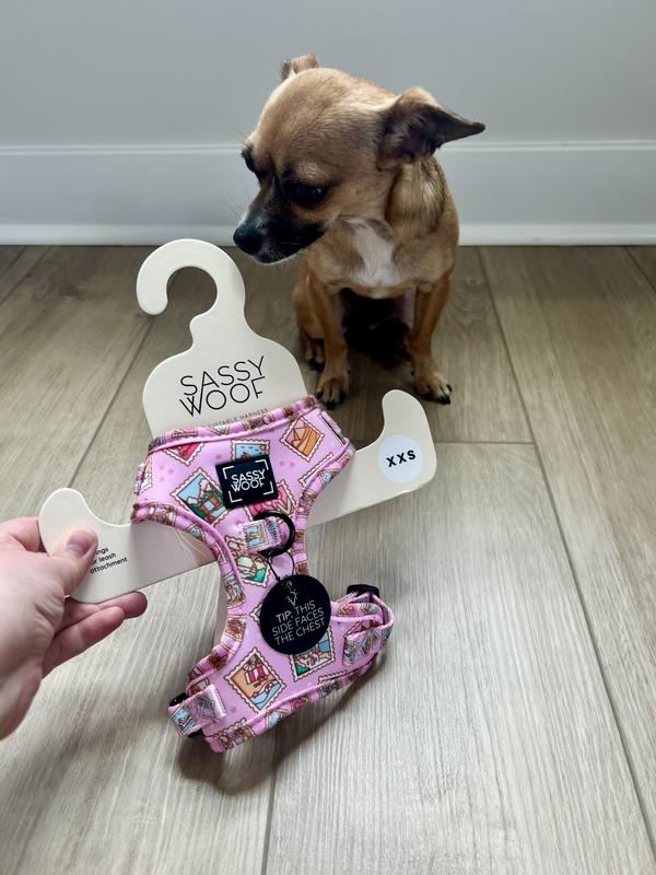 Zuri the Chihuahua modeling her harness