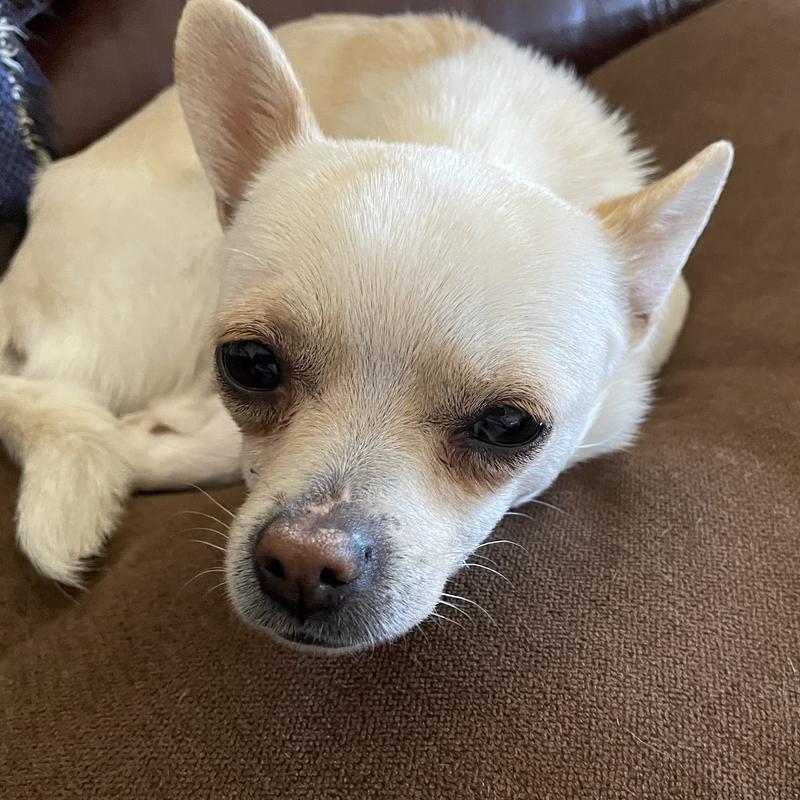 Very loving rescue dog