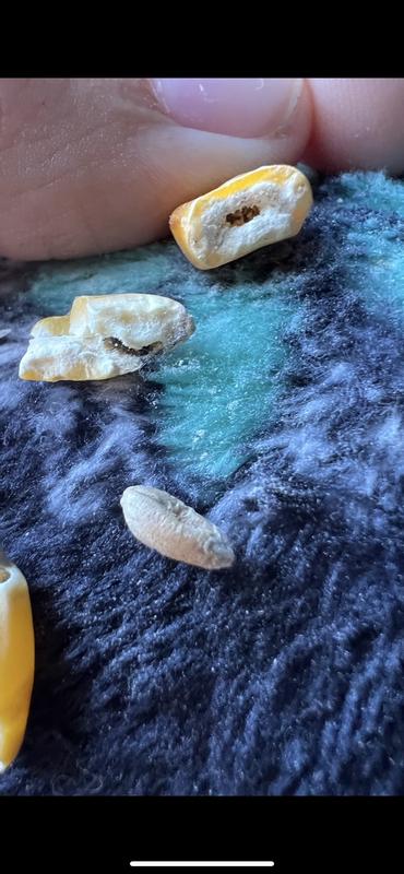 Theres always bugs..