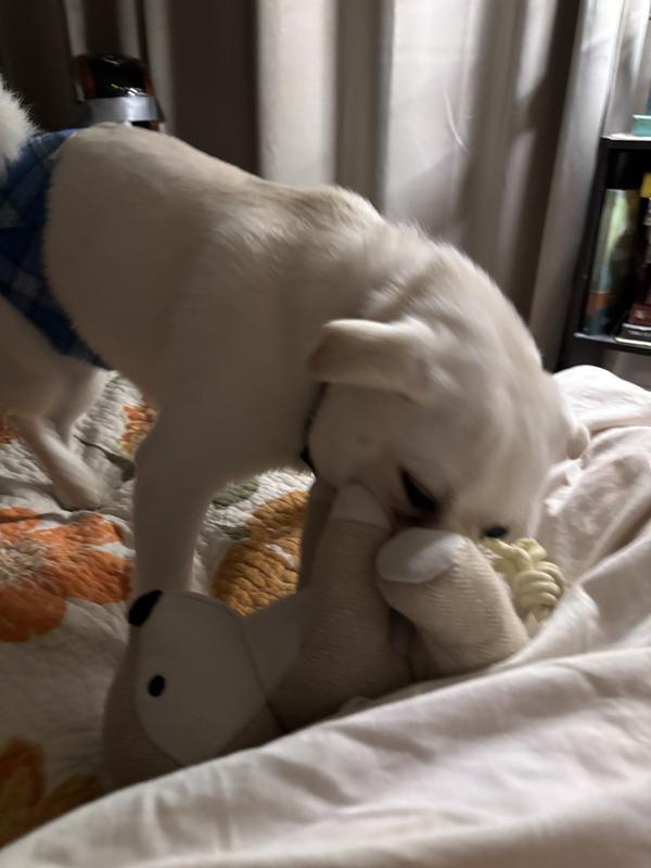 Kringle enjoying his brother’s new fox