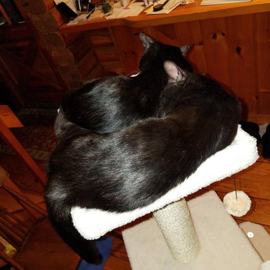 When they were half grown,  they'd sleep on the top together.