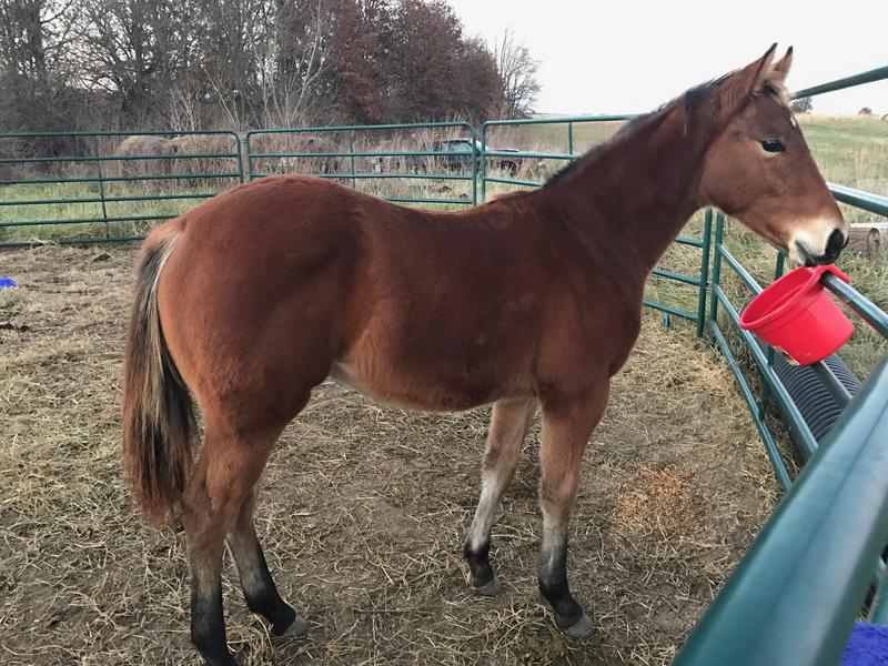 Horse enjoying the Omelene feed