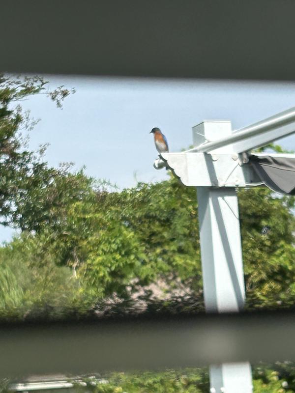 Blue bird watching and waiting