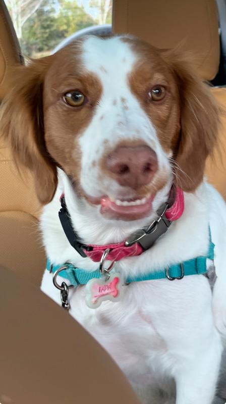 Our American Brittany, Vada!