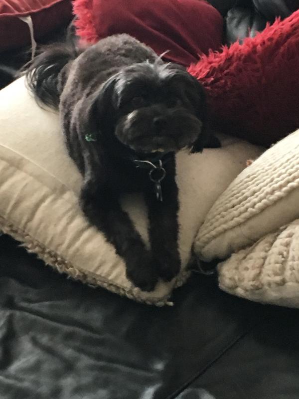 Toby after a romp in the dog park