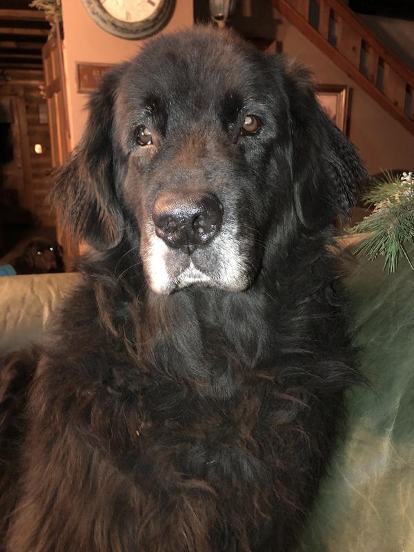 Buffy our 7 year old girl