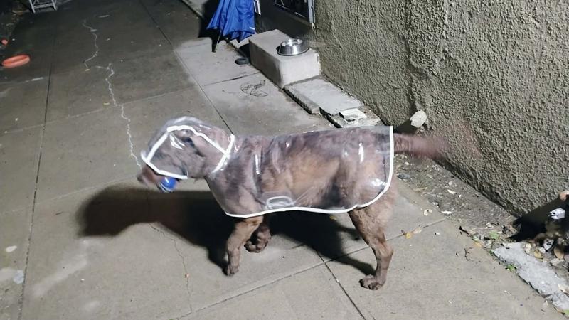 Tail wagging & ready to go