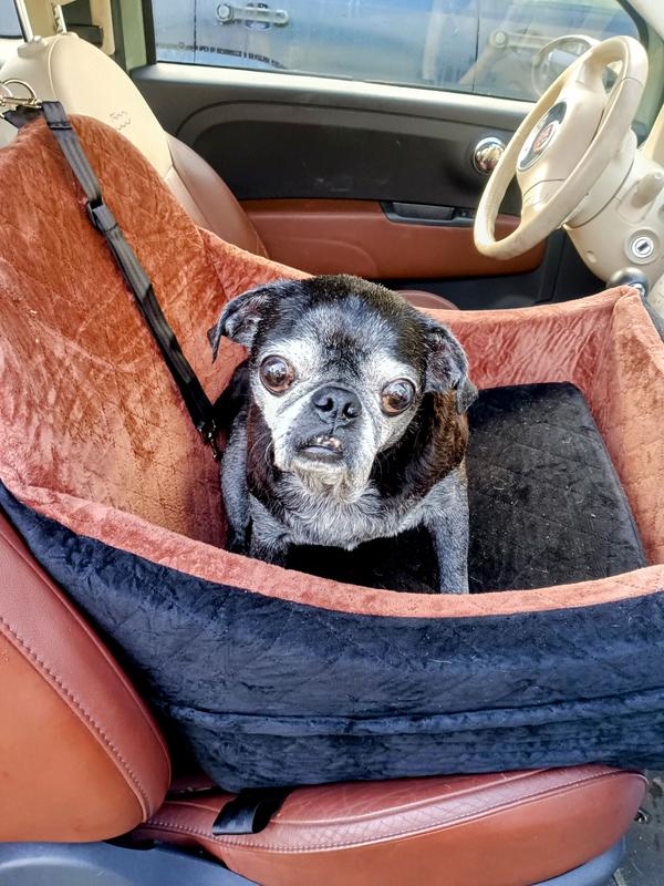 Aw, can I go for a ride