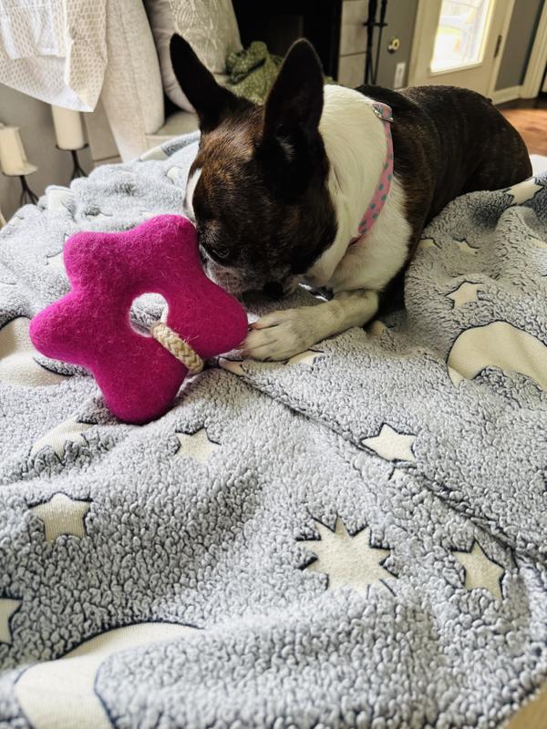 Boston playing with awoo felt toy