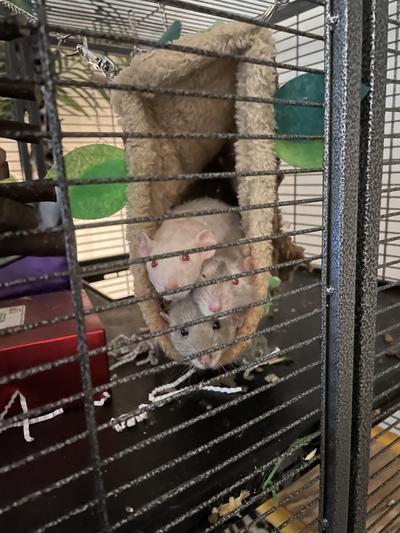 Happy rats
