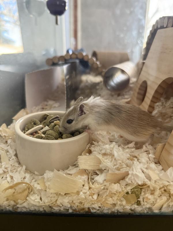 Investigating the addition of the new food!