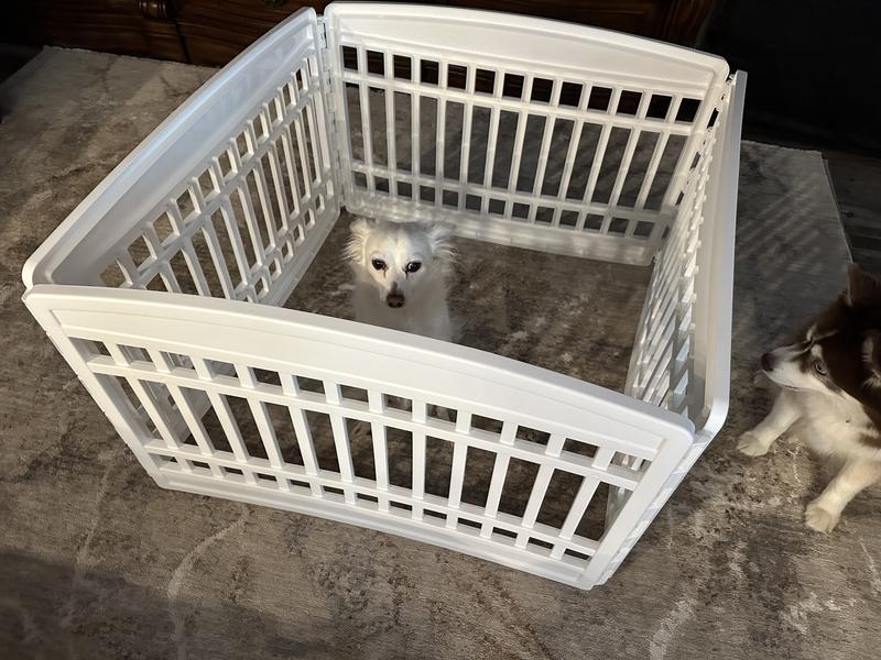 Gus in his playpen with Jack checking him out!