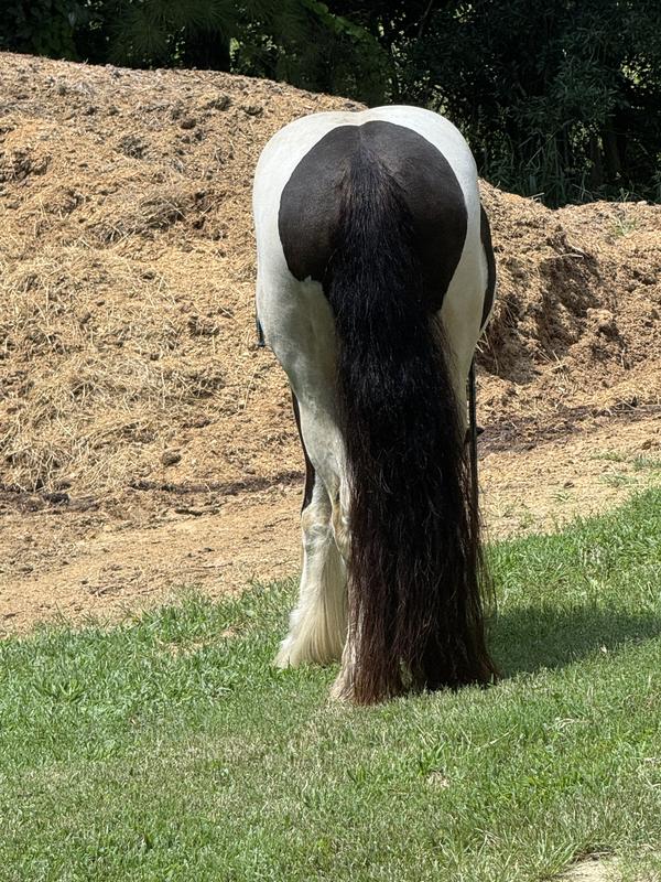 Freshly washed and sprayed with Vetrolin Shine. Still a little damp.