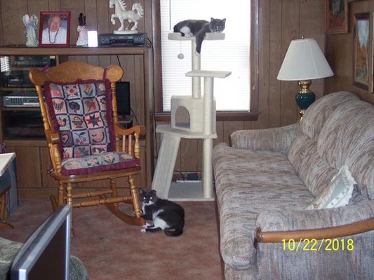 Conner on tree Wallace on Floor of their "Forever" home
