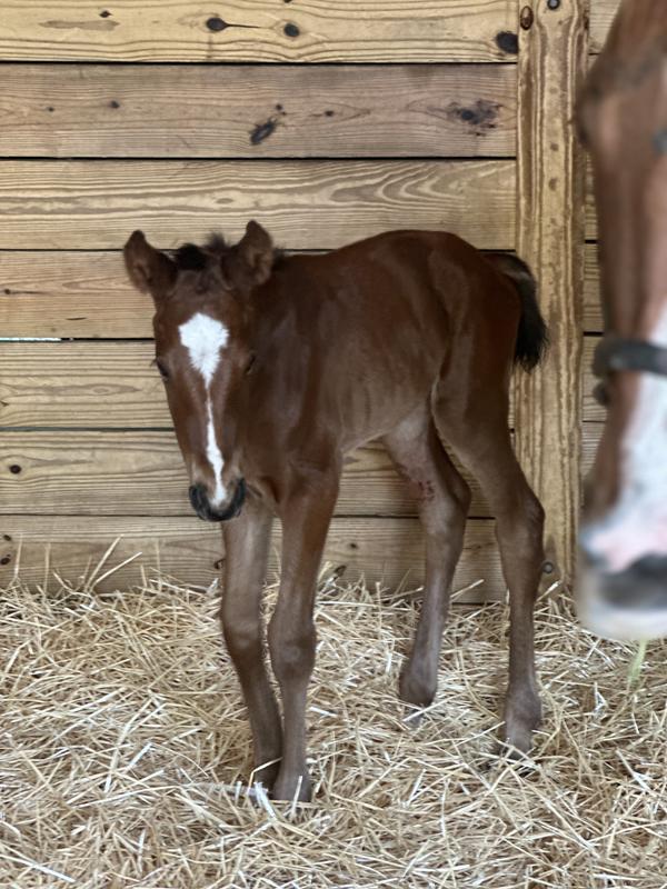 It’s never easy to lose a mare but to know you have a high quality option if you can’t get a nurse mare is crucial