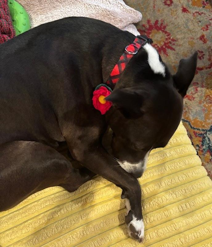 does not like to pose for photos