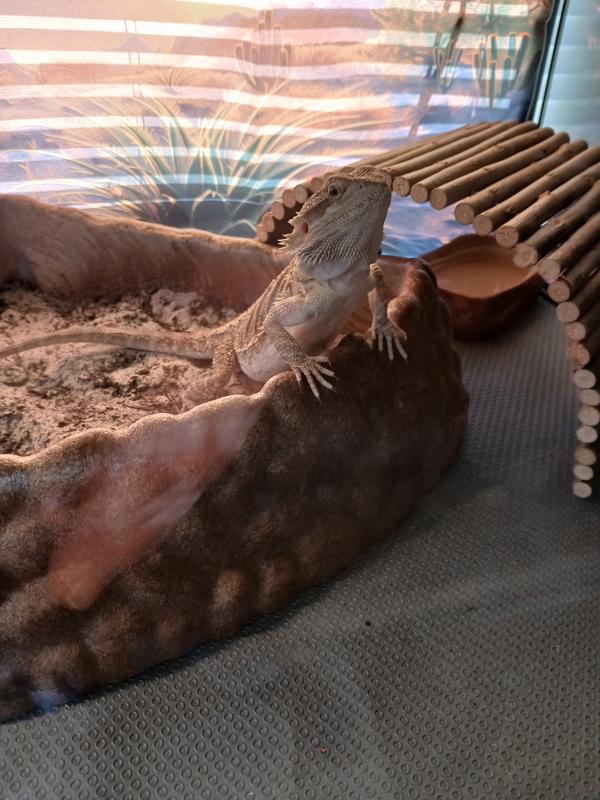 Our Beardie enjoying his dig box