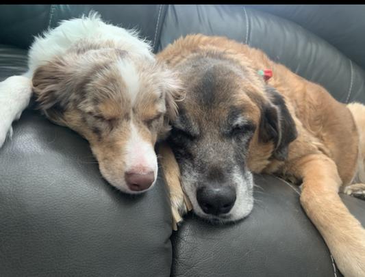 13 year old Brutus and his baby sister.