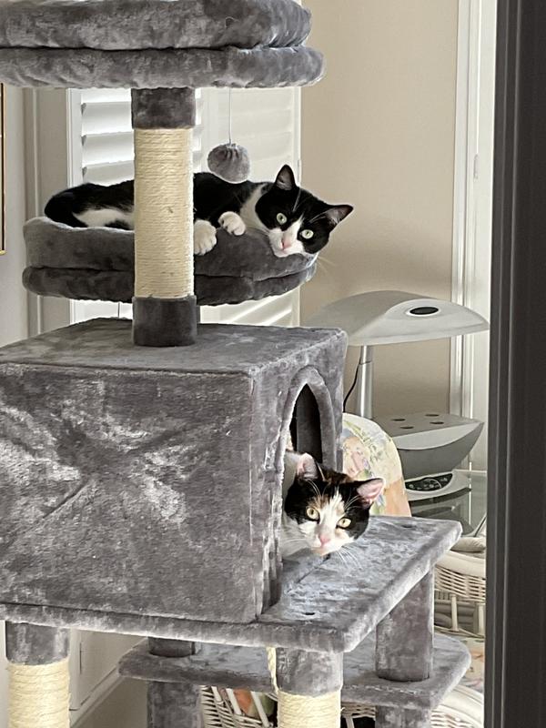 FRISCO 64in Cat Tree with Hammock, Condo, 2 Top Perches with Bed, Gray