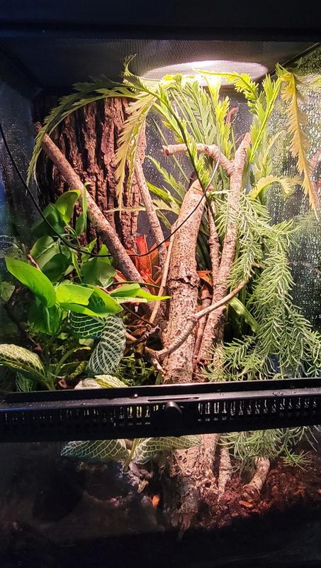 My Green Anole seems to like it