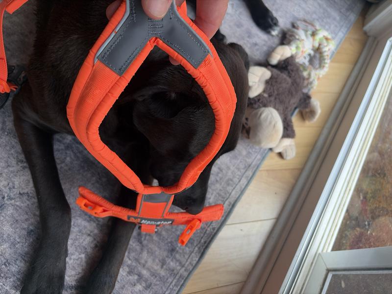 Head opening for around neck is Almost too small to fit over dog head! No ability to adjust this opening