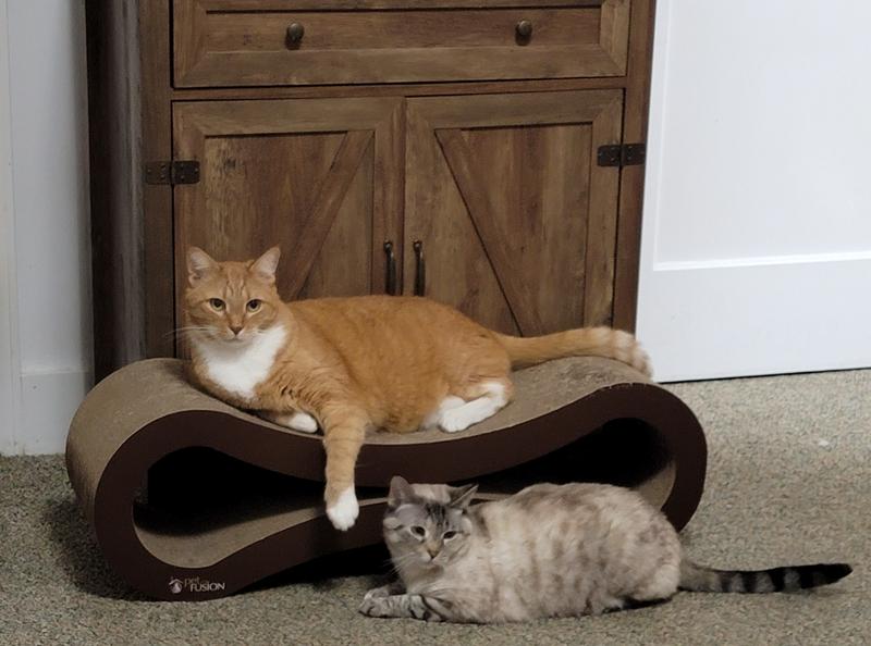 Carmen, my younger much smaller cat likes it, but it belongs to Frank.