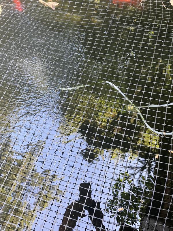 There are 2 hoses and 2 stones in the water and only one is blowing bubbles