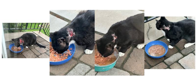 From May to August...Healed from what I thought was a fatal wound!