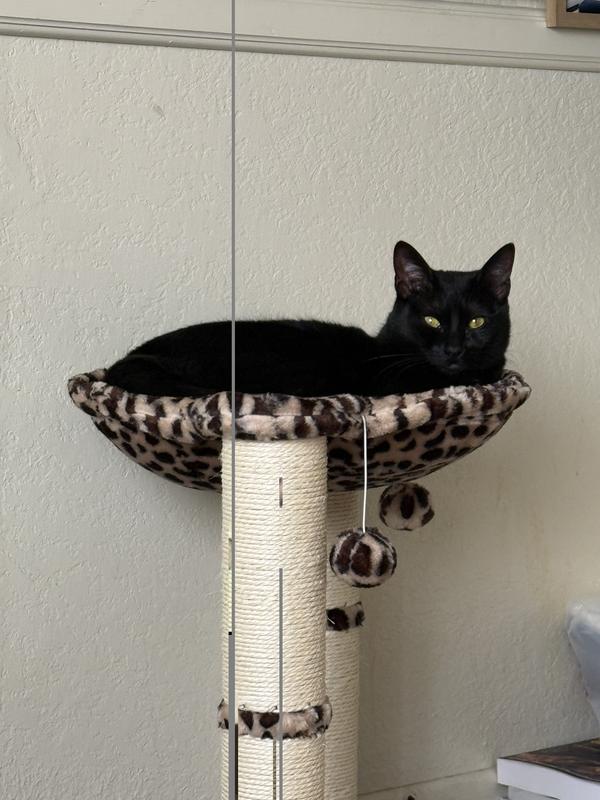 Prue in her hammock.✨