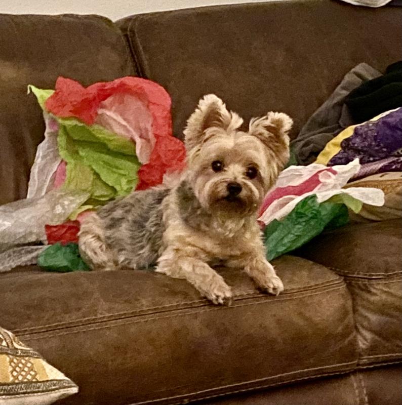 THEOPHYLLINE COMPOUNDED Capsule for Dogs & Cats, 50mg, 1 capsule