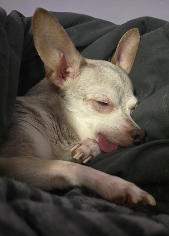 My old man Pinto Bean