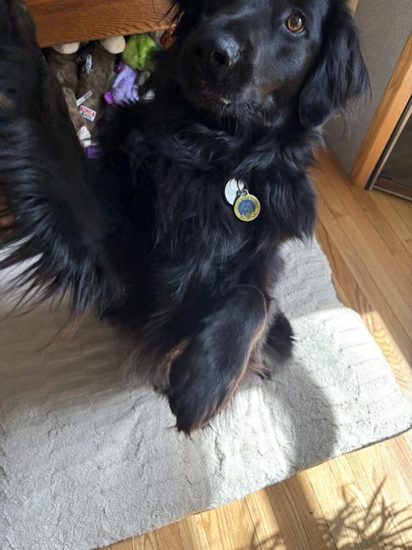 Koda giving a high 5 to get his Greenie!
