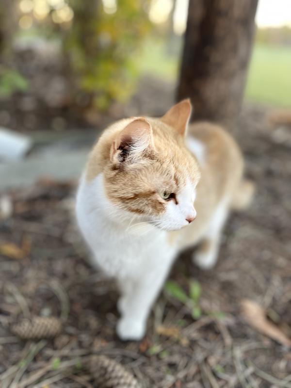 Pumpkin (Momma Cat)