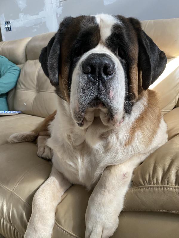 Giving me the stare down for car ride