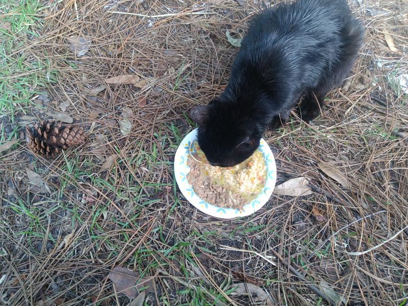 Bebe choosing Koha Shreds over other brand