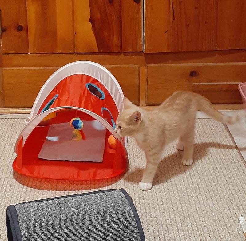 Cat Activity Center Mat Tent With Hanging Toys