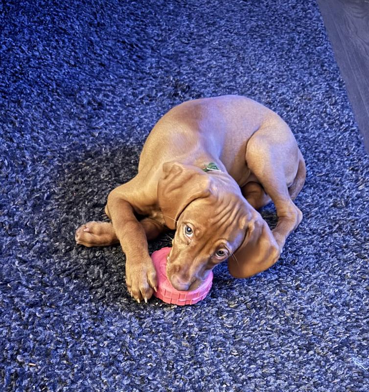Our 9 week old Vizsla loves it!