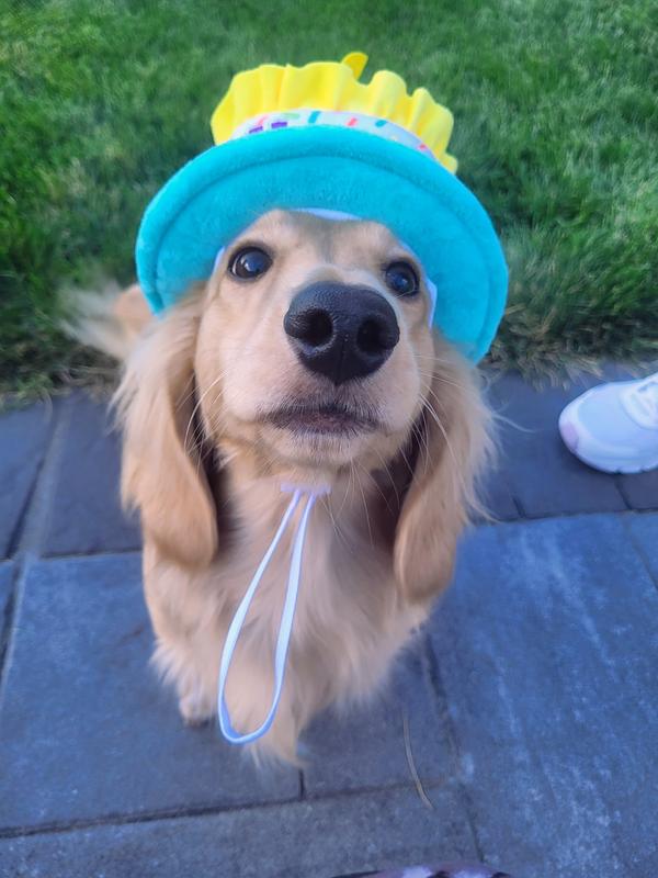 Scout turned one !