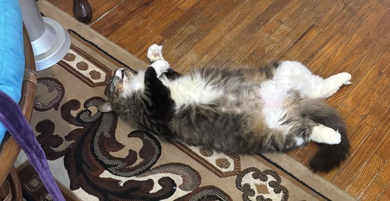 Wow!!! This kitty nip knocks me out