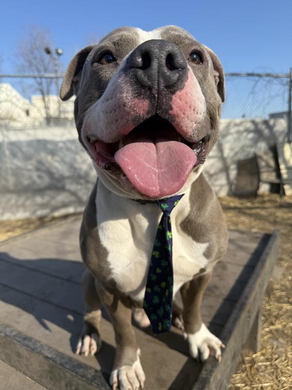 Ready for St Patrick’s Day