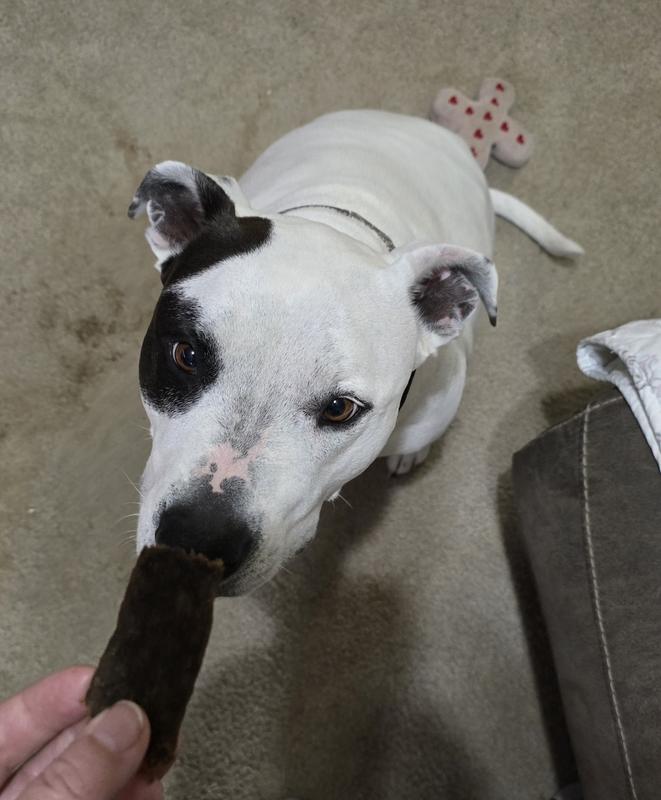Angel getting her treat.