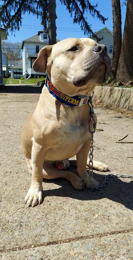 This is Douglas with his new collar