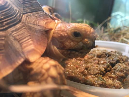 Zoomed grassland hotsell tortoise food